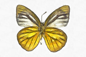 Butterfly Linen Canvas HD Print - Lesser Gull