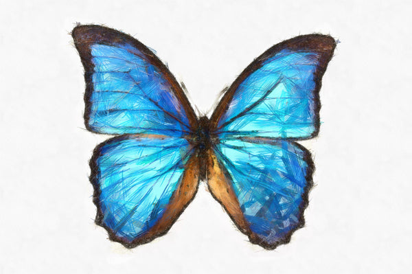 Butterfly Linen Canvas HD Print - Morpho Didius