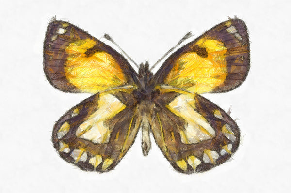 Butterfly Linen Canvas HD Print - Orange Staff Sergeant