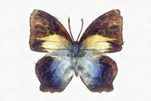 Butterfly Linen Canvas HD Print - Yairotateha